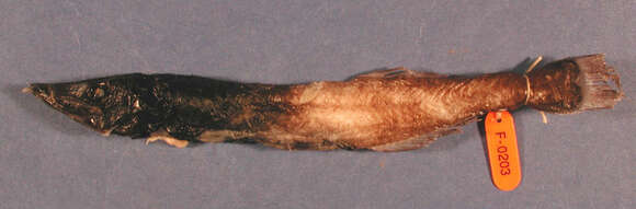 Image of Mirognathus