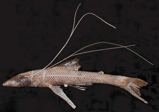 Image of Blackfin Spiderfish