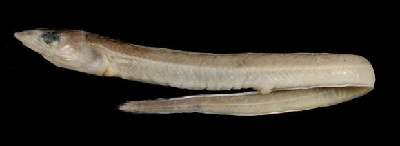 Image of Blackgut conger