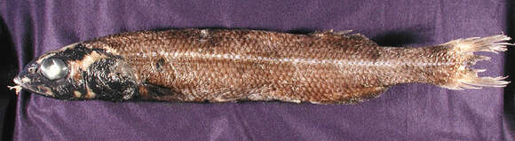 Image of Baird's smoothhead