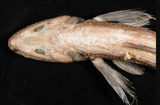 Image of deep-sea lizardfishes