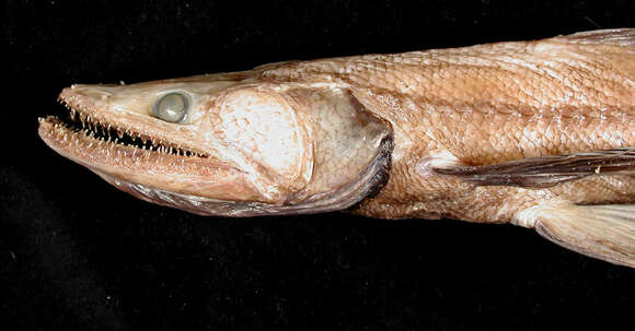 Image of deep-sea lizardfishes