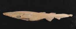 Image of Deepwater Catshark