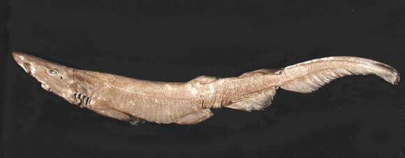 Image of Ghost Catshark