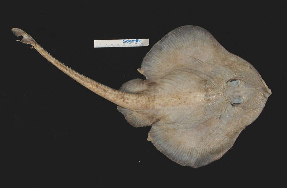 Image of Bigelow&#39;s ray