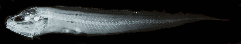 Image of Ophidiiformes