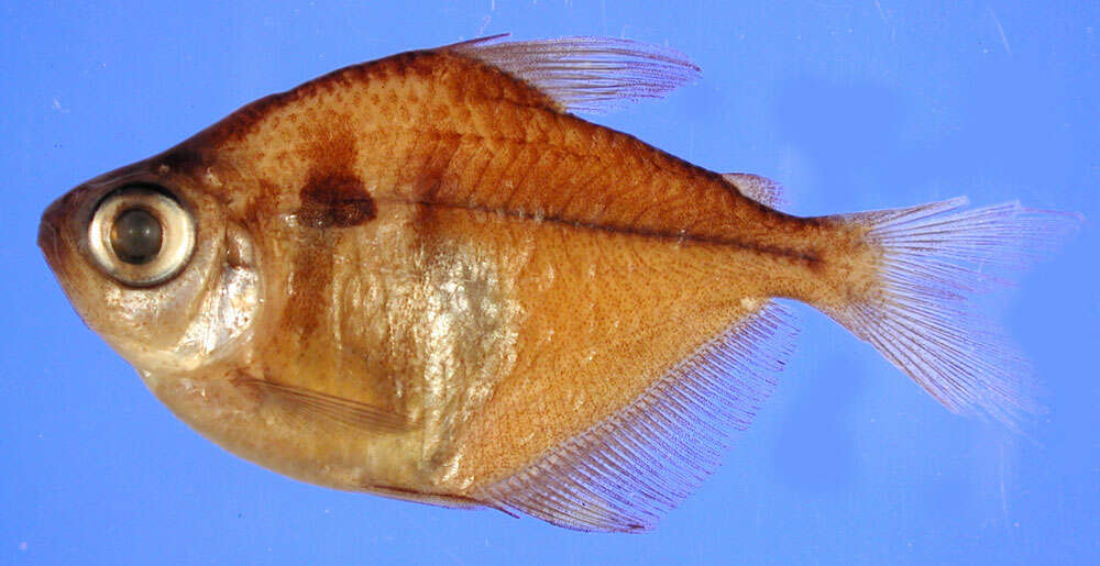 Image of Gymnocorymbus