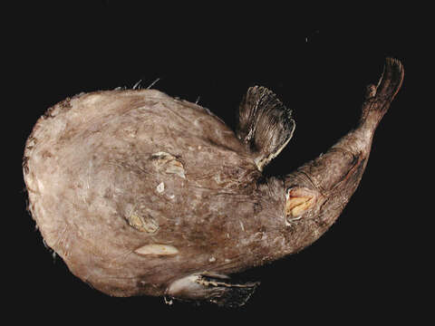 Image of Anglerfish