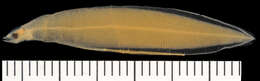 Image of American Eel