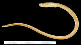 Image of Snubnose snake eel