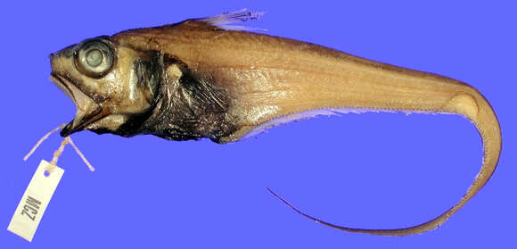 Image of Malacocephalus