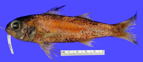 Image of Blackmouth Bass