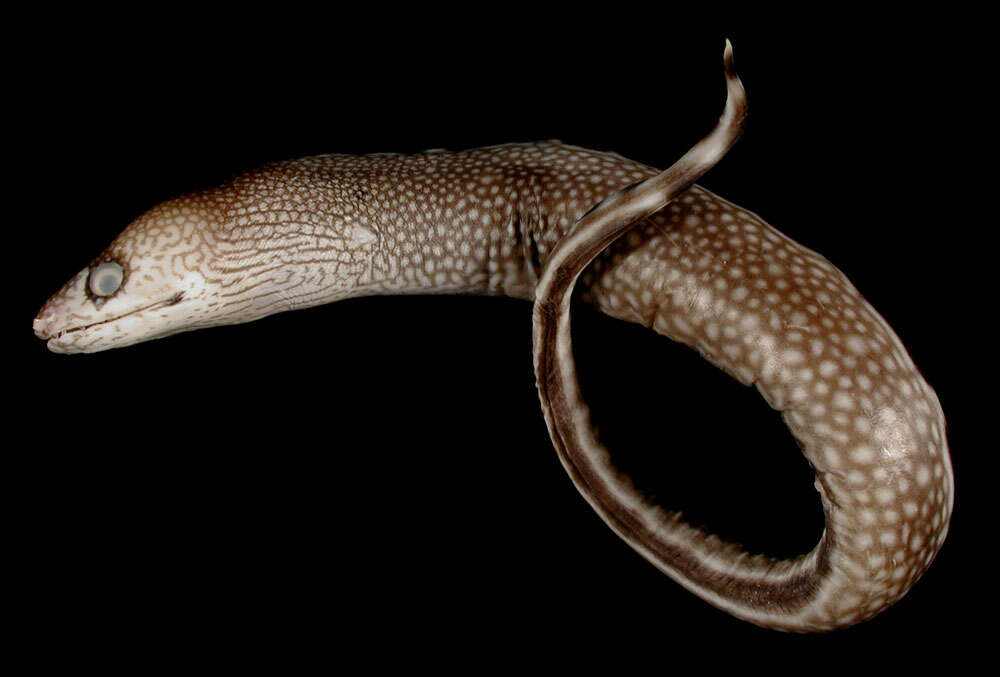 Image of Honeycomb Moray