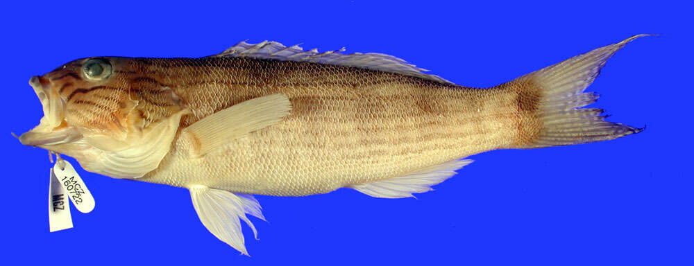 Image of Sand Perch