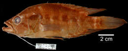 Image of Parachromis