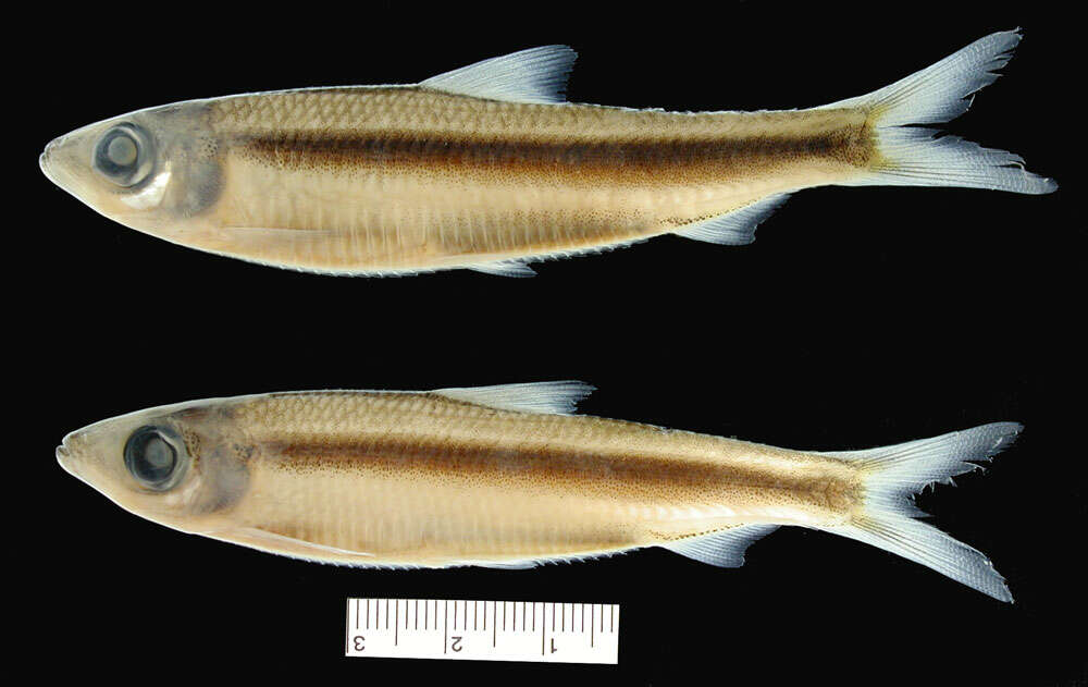 Image of Potamalosa