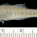 Image of <i>Hypseleotris compressus</i>