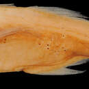 Image of Pseudoscopelus cordilluminatus Melo 2010