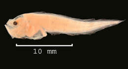 Image of Ophidioidei