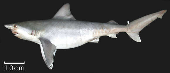 Image of Sandbar Shark