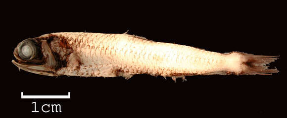 Image of Waistcoat lanternfish