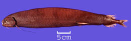 Image of Echiostoma