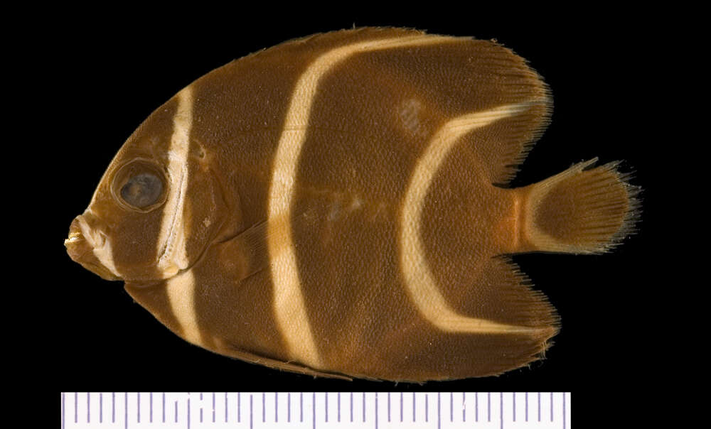 Image of Angelfish