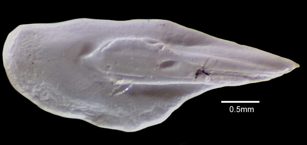 Image of Ahliesaurus berryi Bertelsen, Krefft & Marshall 1976