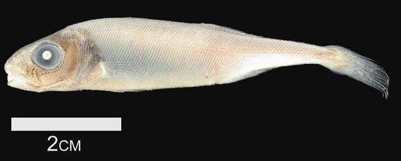 Image of Bigeye squaretail