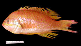 Image of Yellowfin bass