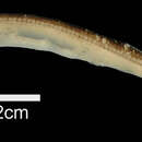 Macroparalepis brevis Ege 1933 resmi