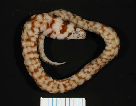 Image of Nago snake moray