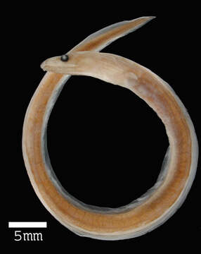 Image of Common false moray