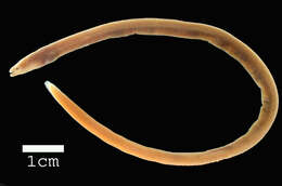 Image of Longfin spaghetti eel