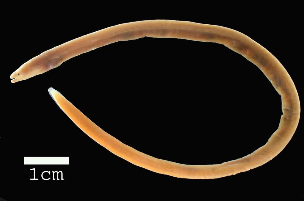 Image of Longfin spaghetti eel