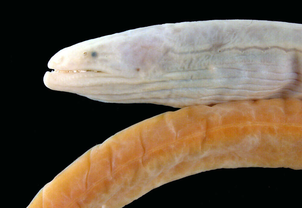 Image of Intermediate thrush-eel