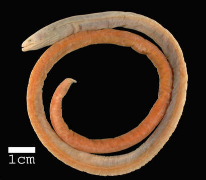 Image of Intermediate thrush-eel