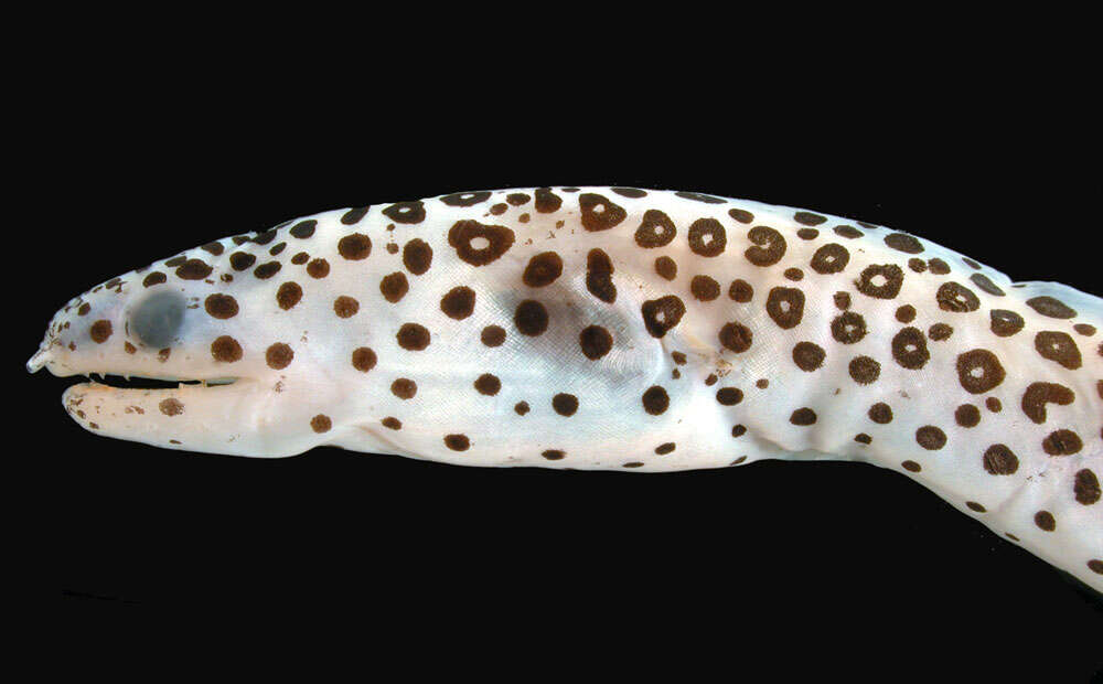 Image of Bar-cheeked eel