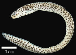 Image of Bar-cheeked eel