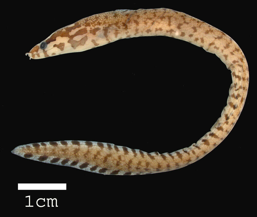 Image of Bar-tail moray