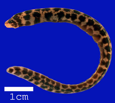 Image of Snowflake moray