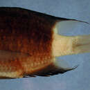 Image of Dusky chromis