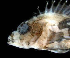 Image of Twinspot lionfish