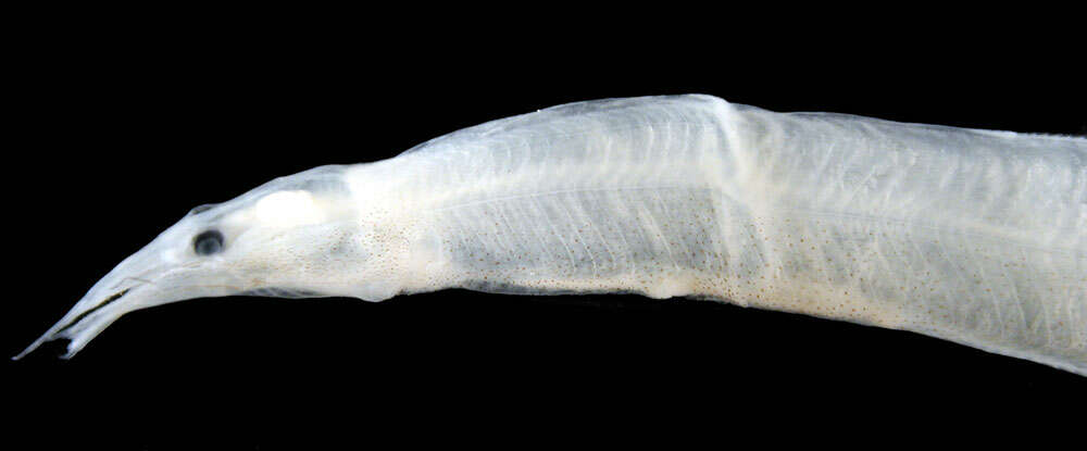 Image of snipe eels