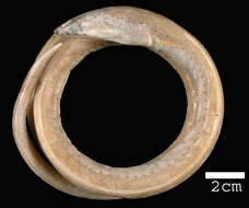 Image of Blackpored Eel