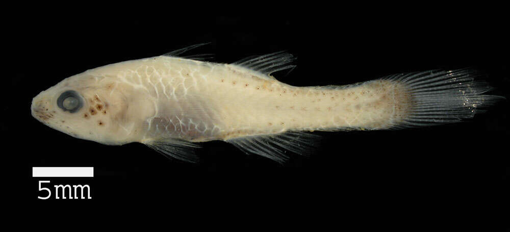 صورة Pseudamiops gracilicauda (Lachner 1953)