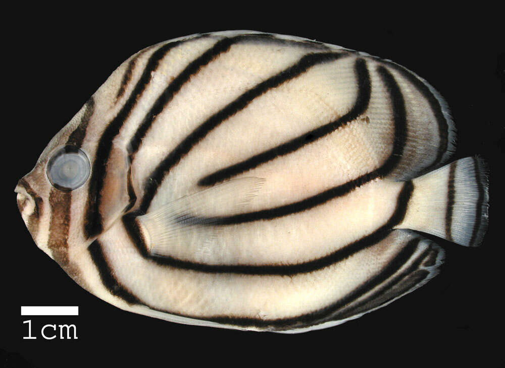 Image of Maypole Butterflyfish