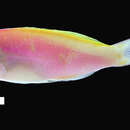 Image of Pseudanthias bartlettorum (Randall & Lubbock 1981)