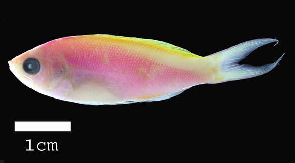 Image of Pseudanthias bartlettorum (Randall & Lubbock 1981)