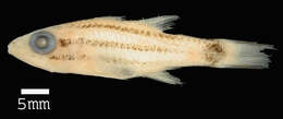 Image of Large toothed cardinalfish